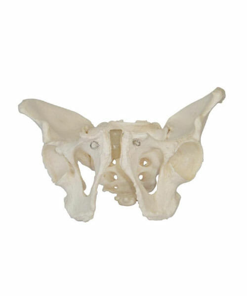 Adult Male Pelvis