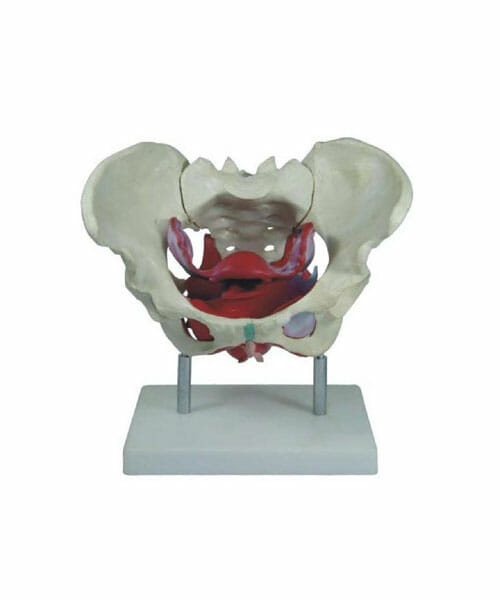 Female Pelvis Muscles